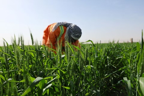 “Đại gia dầu mỏ” trồng lúa mì trên sa mạc
